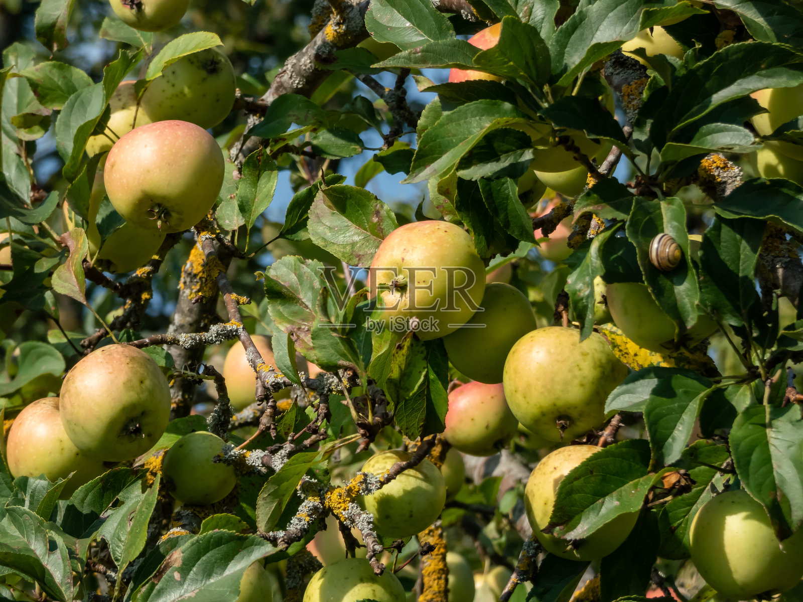 秋天明亮阳光下，黄苹果在苹果树的枝条上生长，周围环绕着绿色的叶子。照片摄影图片
