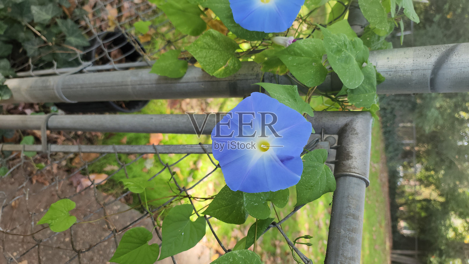 晨光花盛开照片摄影图片