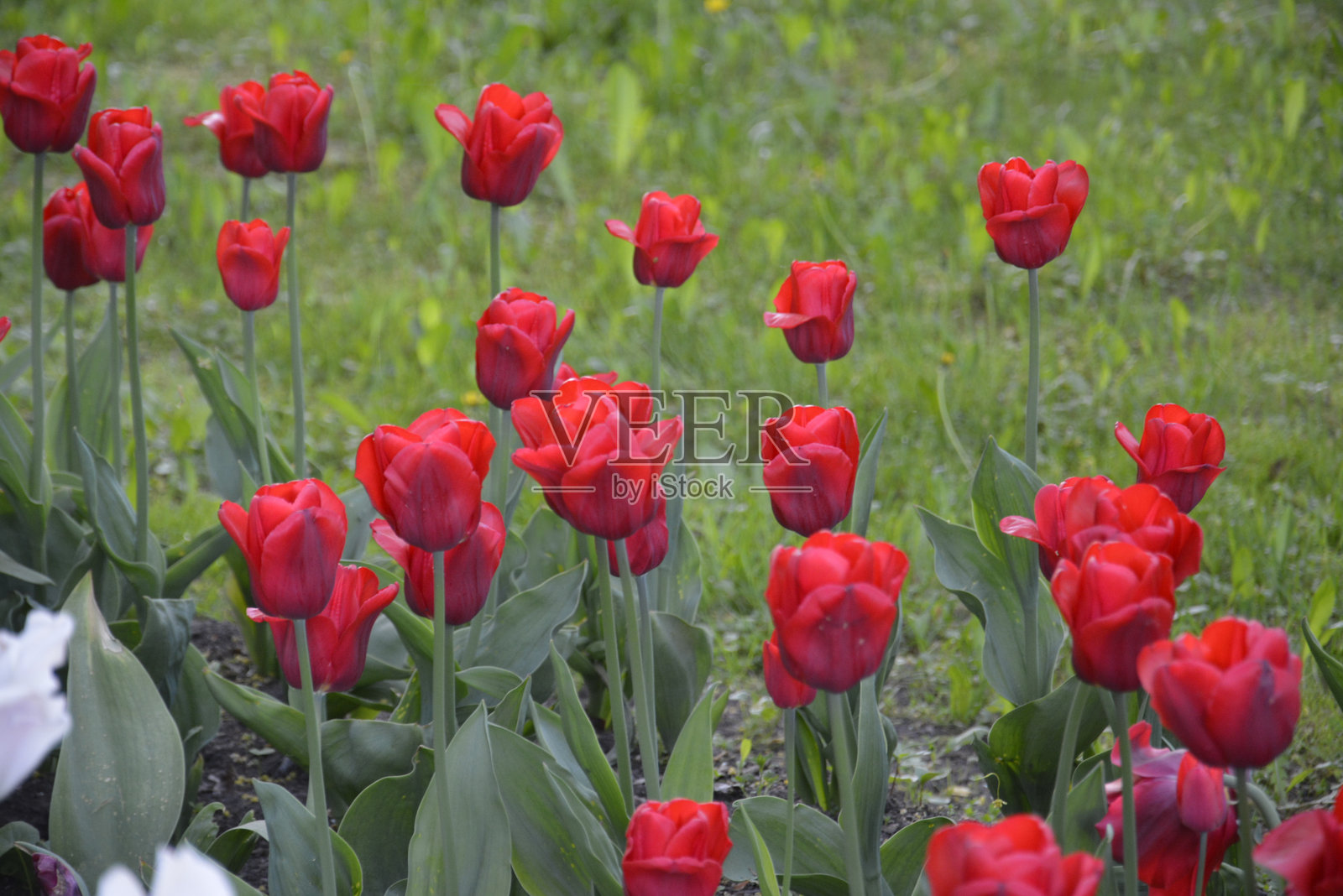 郁金香照片摄影图片