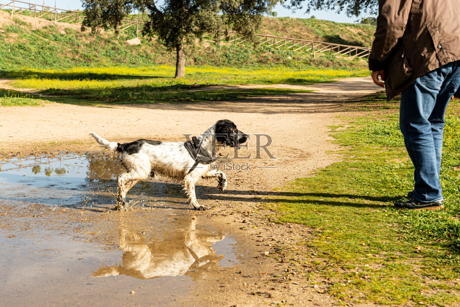 可卡犬从水坑中走出来照片摄影图片