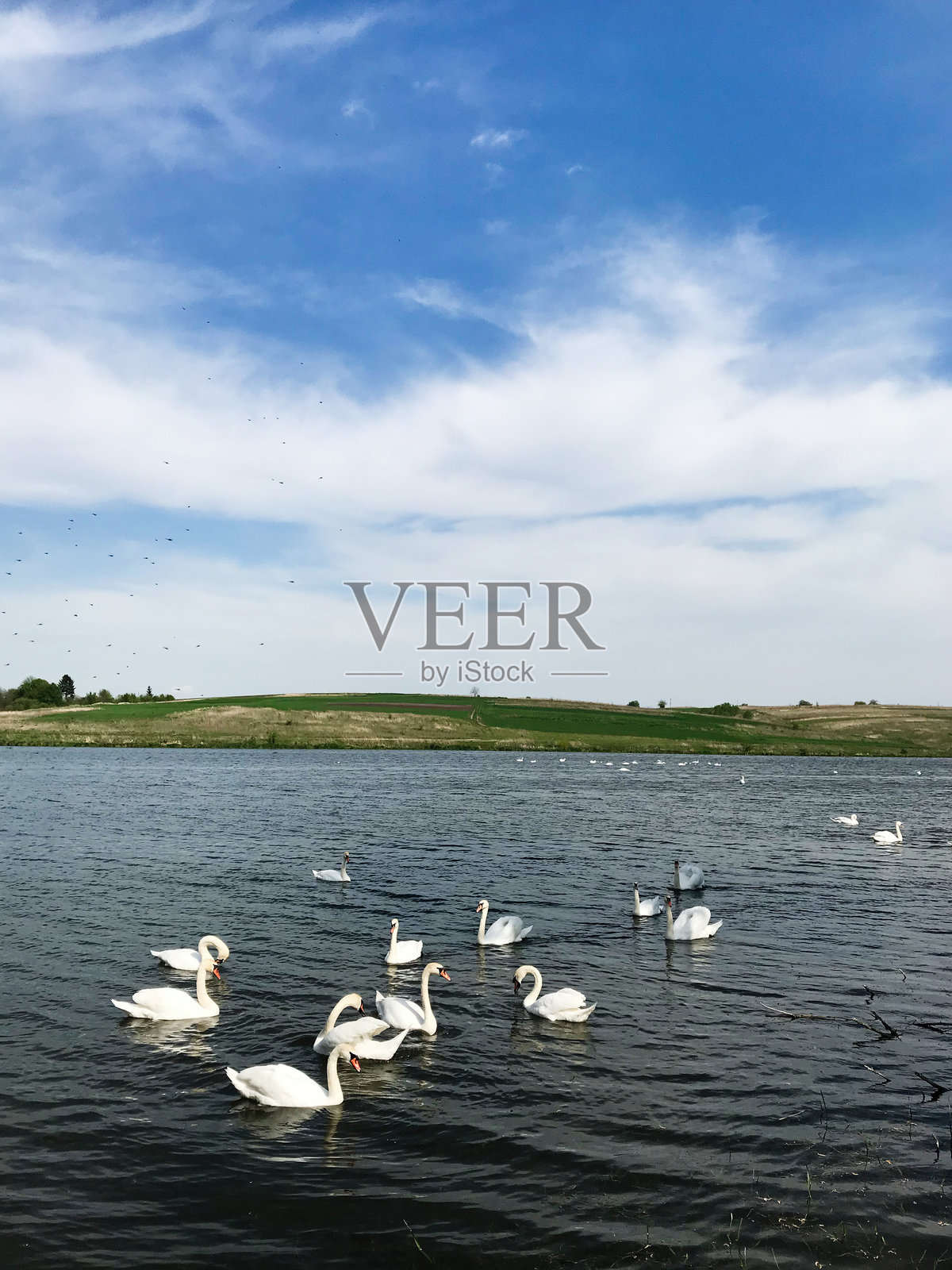 优雅的天鹅在蓝天下的宁静湖面上游泳照片摄影图片