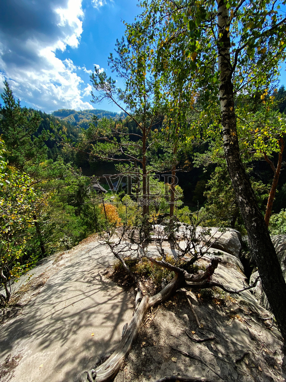 乌克兰喀尔巴阡山脉下，生机勃勃的蓝天映衬着森林树木的美丽景色。照片摄影图片