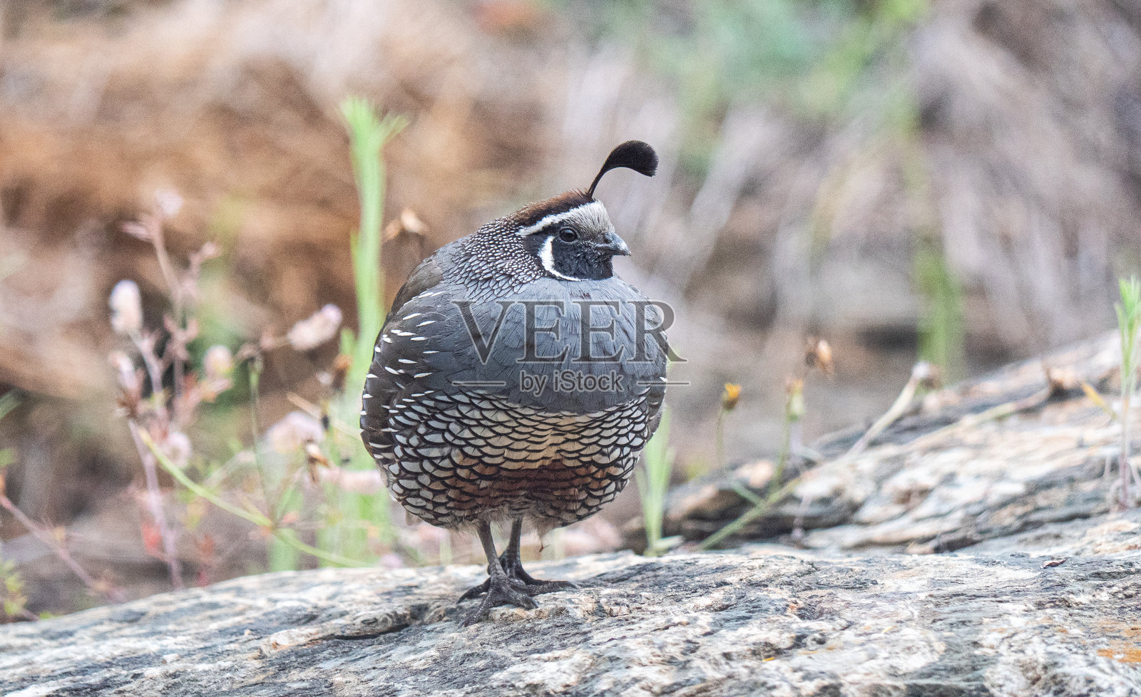 新西兰自然背景下的鹌鹑鸟特写羽毛照片摄影图片