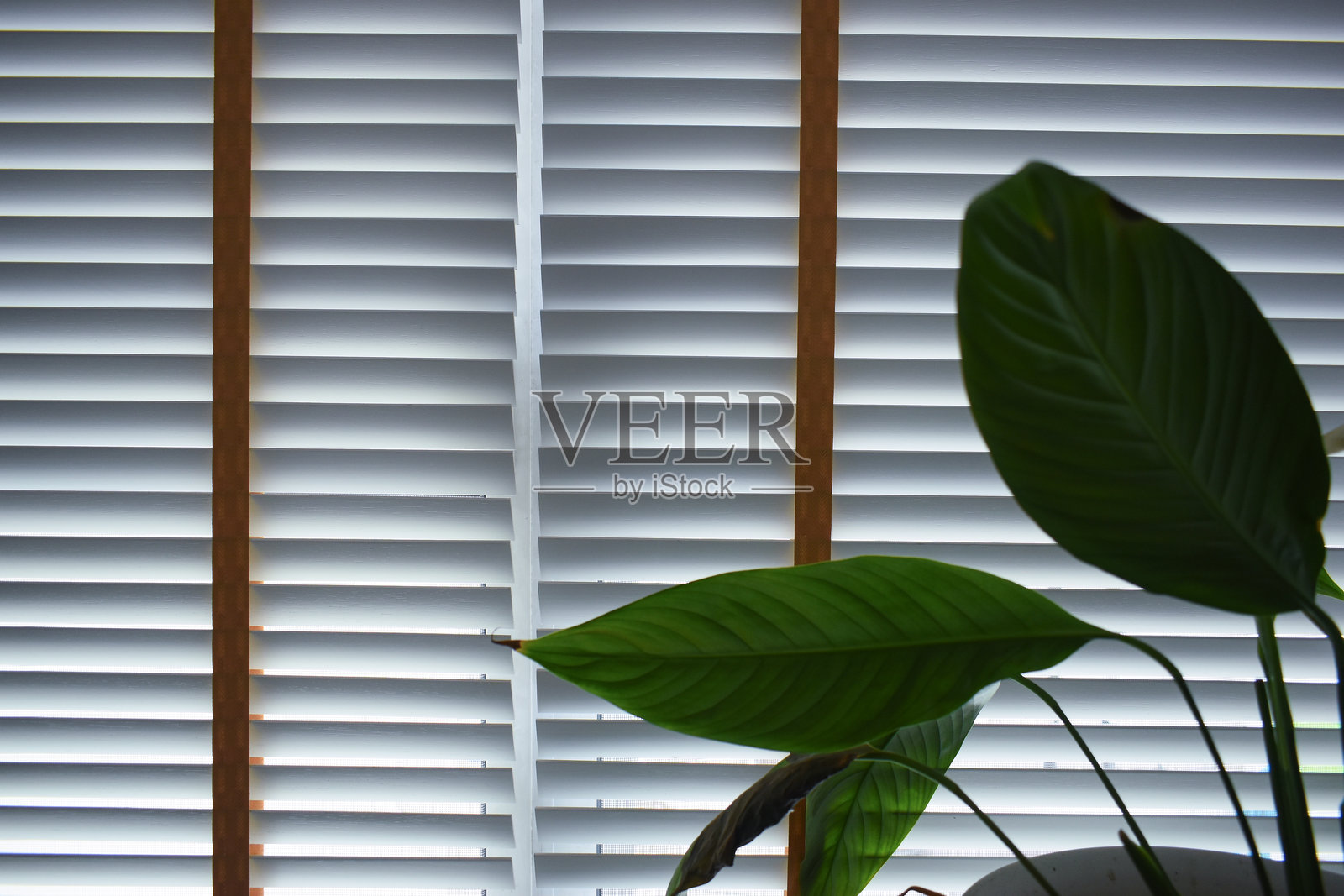 白色窗帘和绿色叶子在家中，室内装饰物品照片摄影图片