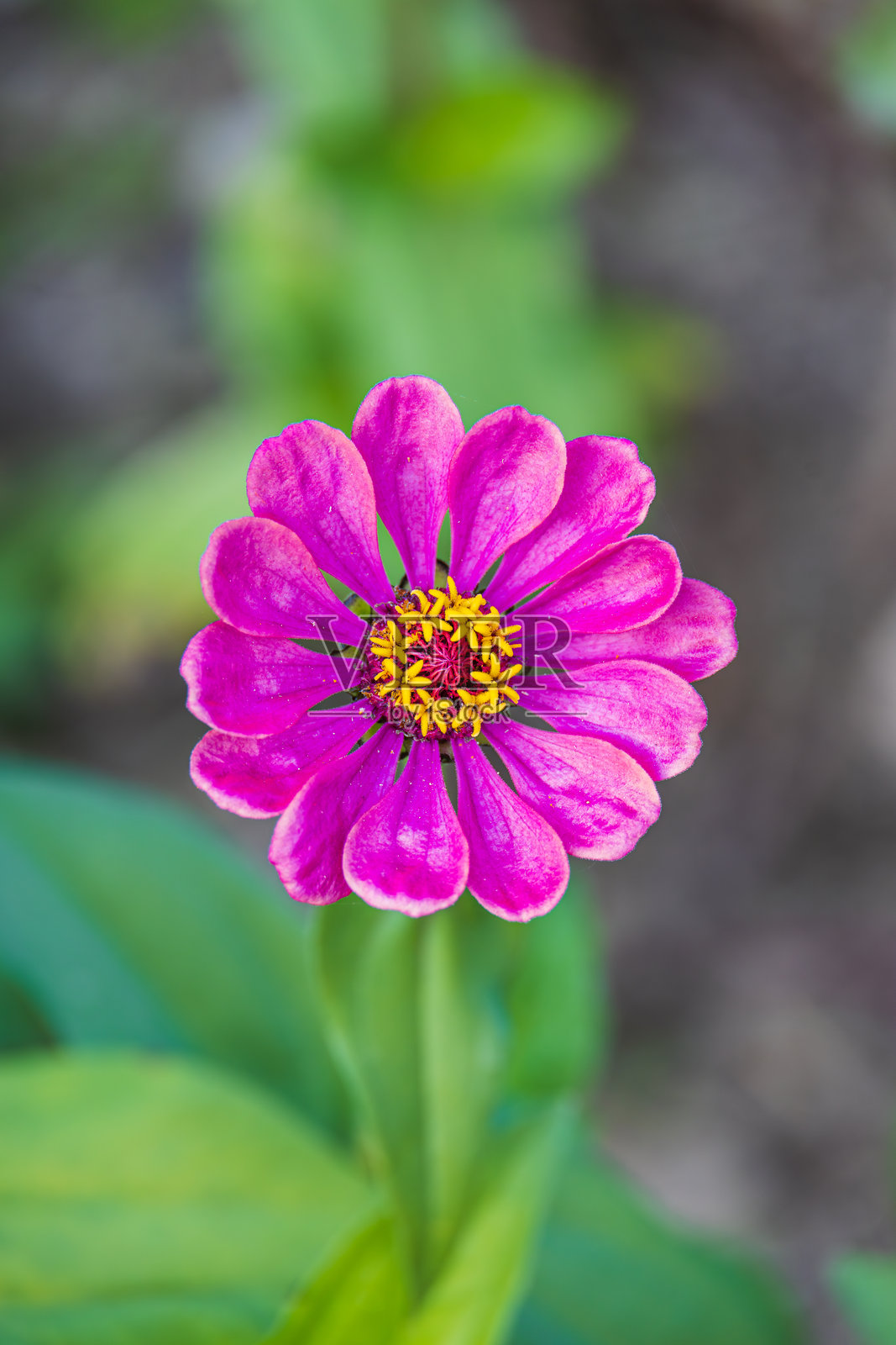 户外花园中的百日草。百日草（Zinnia elegans），常见的百日草大丽花。照片摄影图片