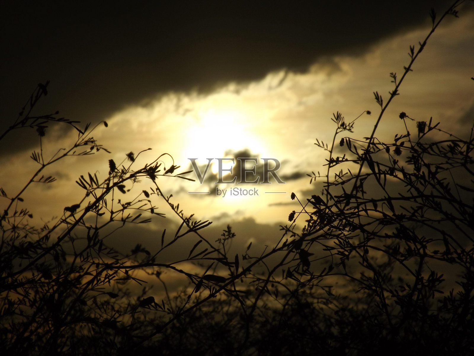 来自周围自然的光影艺术照片摄影图片