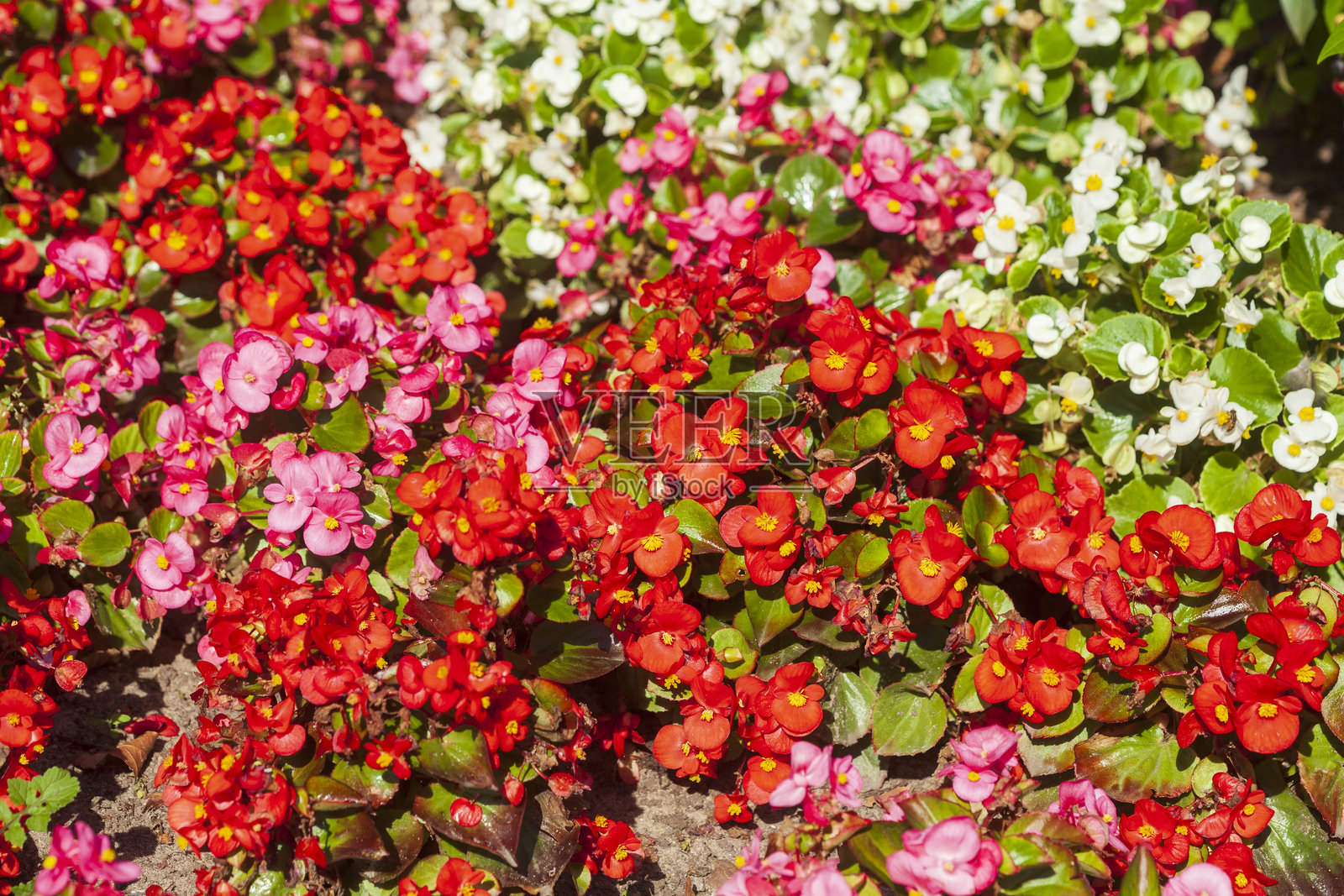 红白相间的栽培秋海棠在花坛中（秋海棠属），德国照片摄影图片