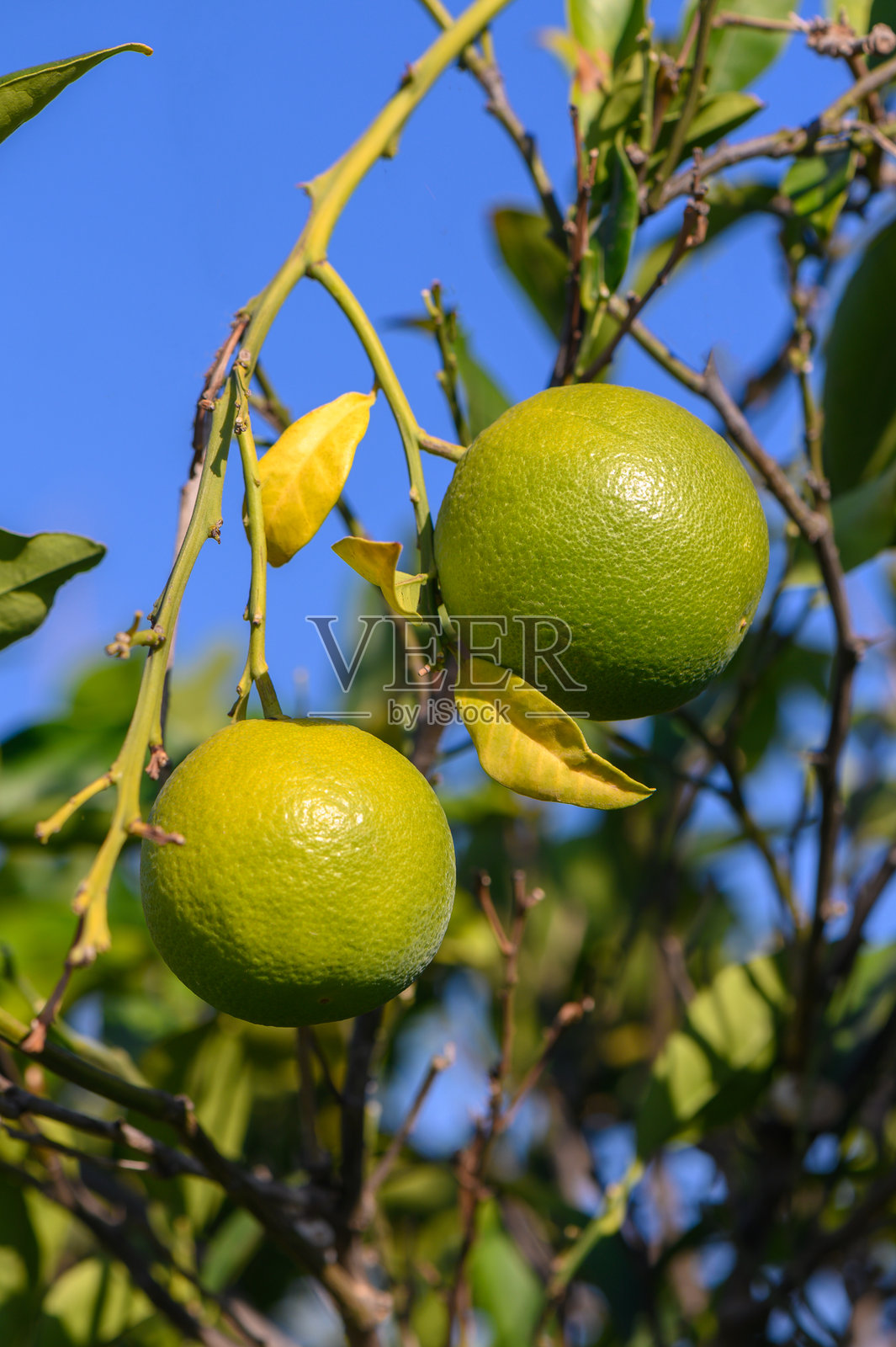 鲜绿色的青柠挂在生机勃勃的树上，映衬着晴朗的蓝天照片摄影图片
