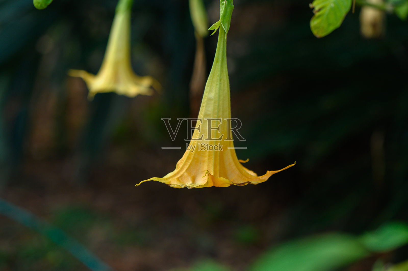 金钟花在柔和的阳光下优雅地摇曳于郁郁葱葱的花园中照片摄影图片