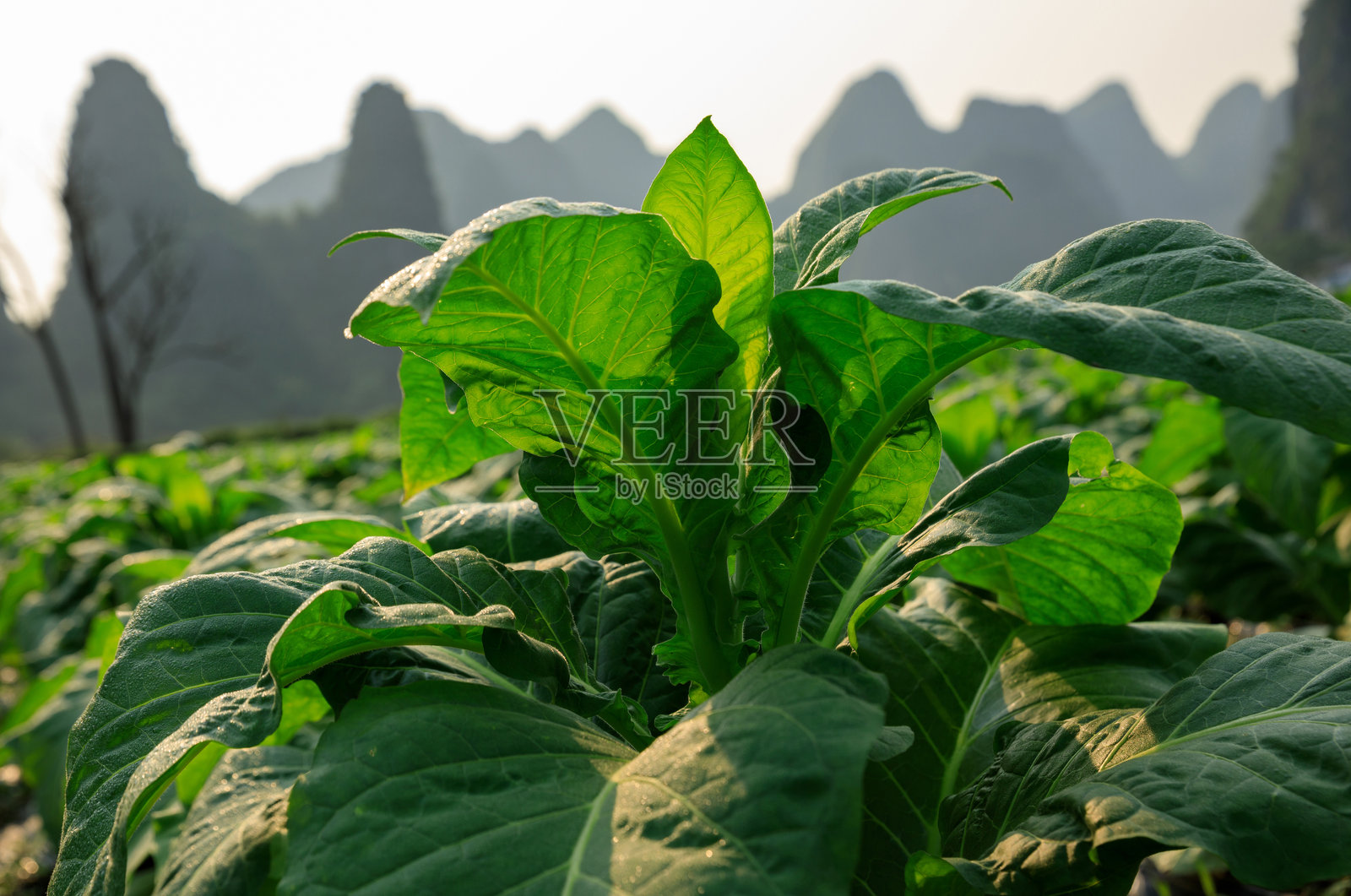 烟草叶植物在田野中生长照片摄影图片