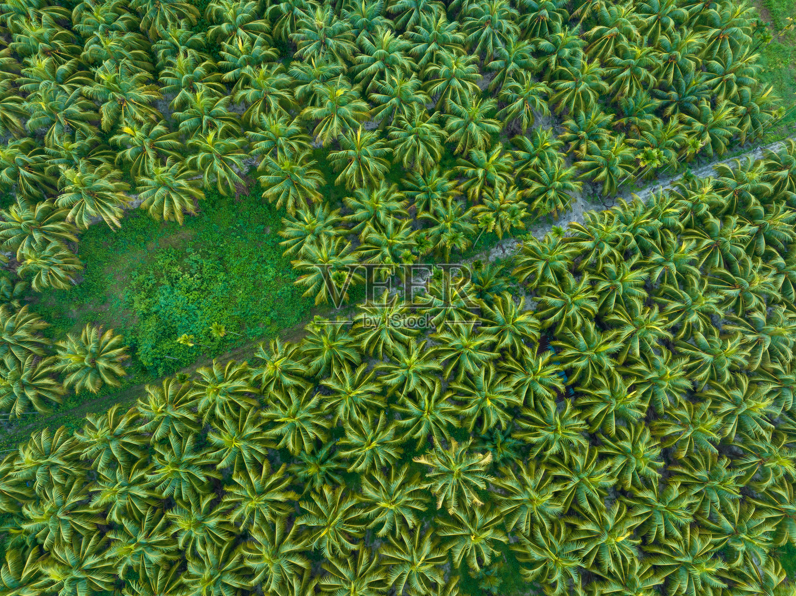 田野中长有椰子的棕榈树照片摄影图片