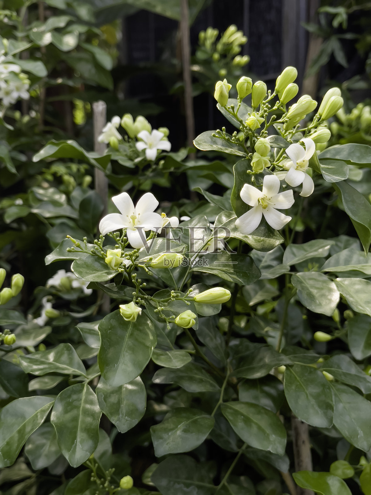 花卉市场出售各种热带植物照片摄影图片