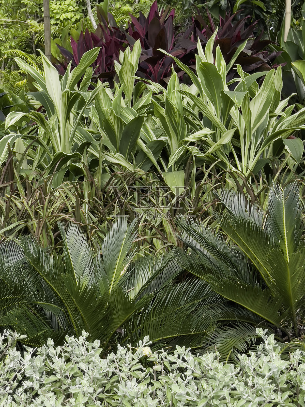 花卉市场出售各种热带植物照片摄影图片