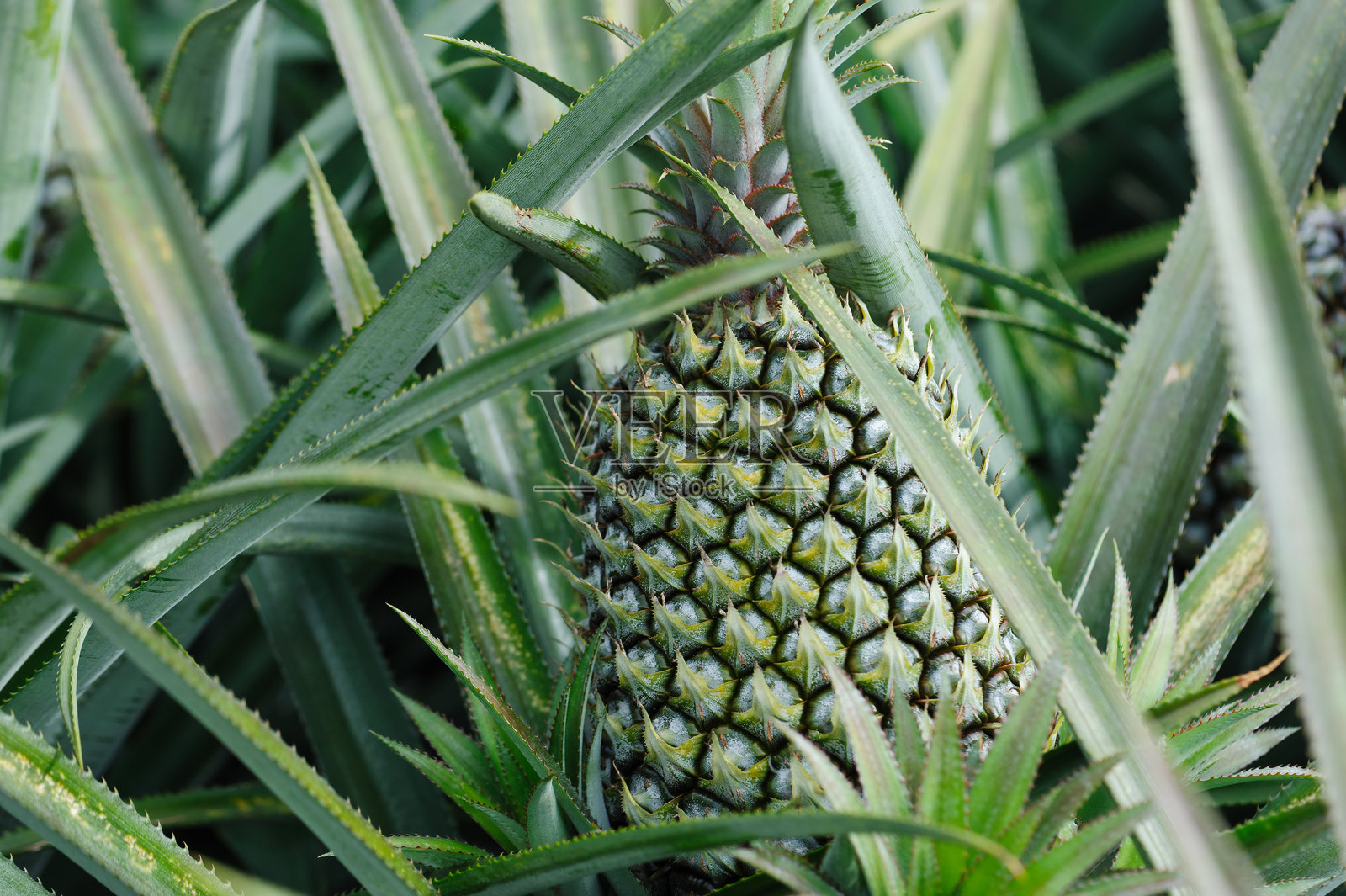 菠萝在花园的树上生长照片摄影图片