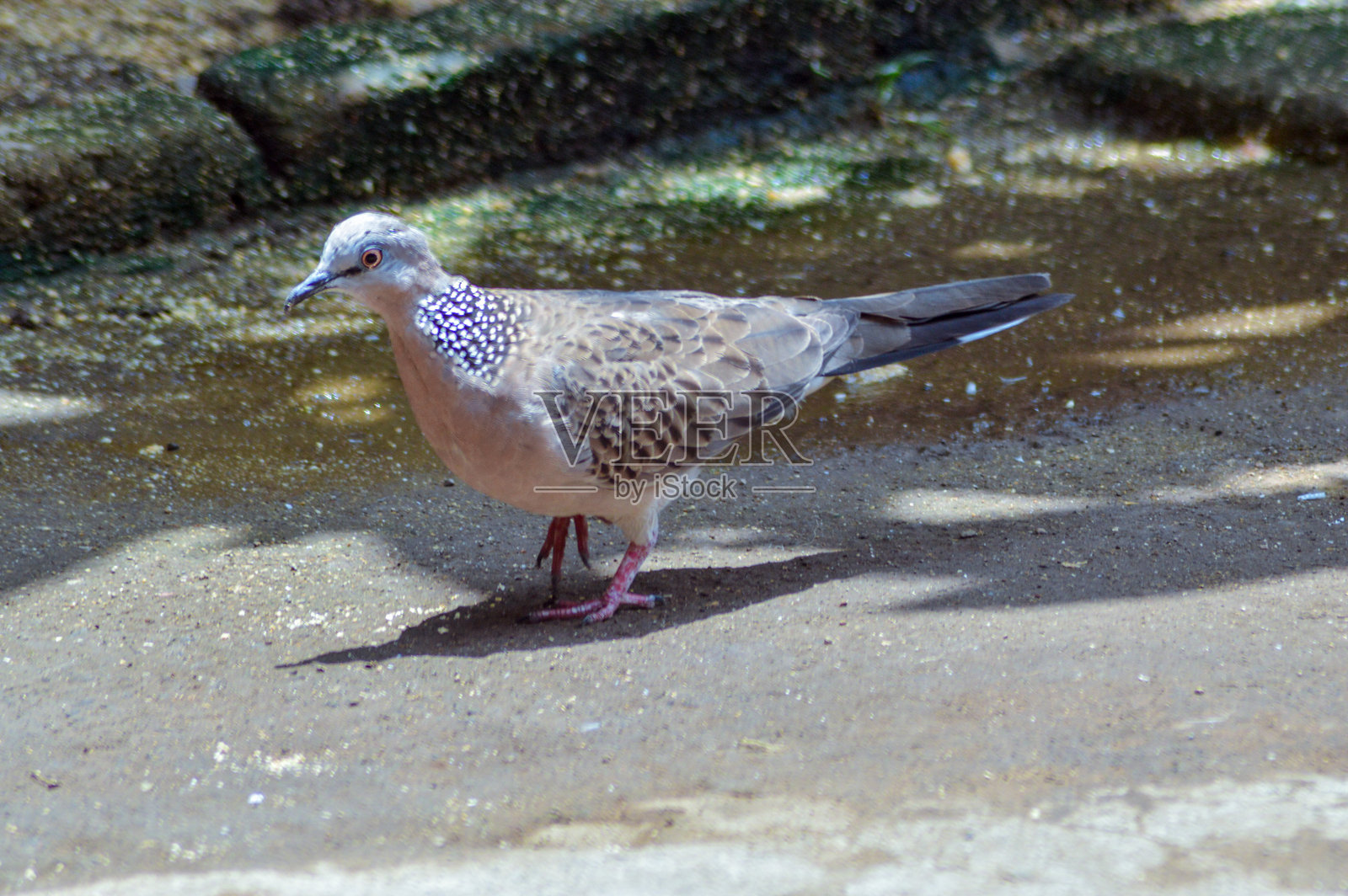 斑鸠在阳光明媚的混凝土上行走时观察周围照片摄影图片