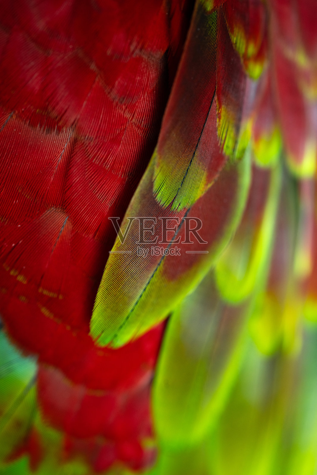 五彩斑斓的金刚鹦鹉羽毛图案背景。照片摄影图片