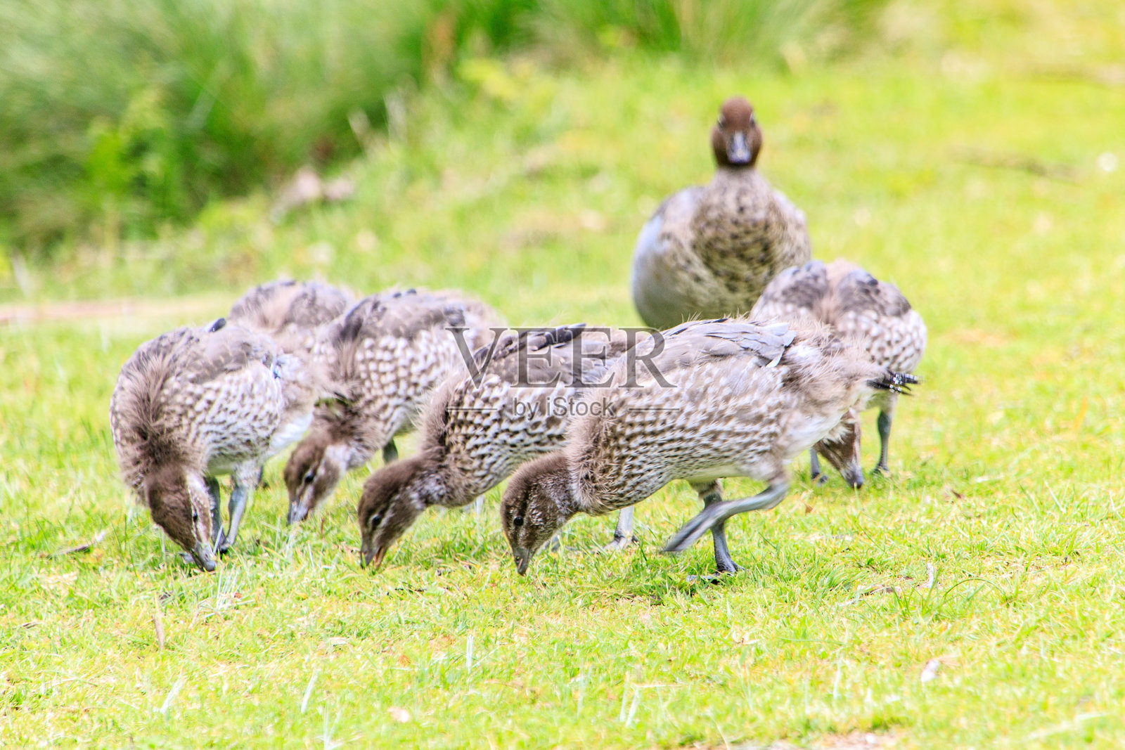 澳大利亚木鸭一家在路边散步，威尔逊岬，澳大利亚照片摄影图片