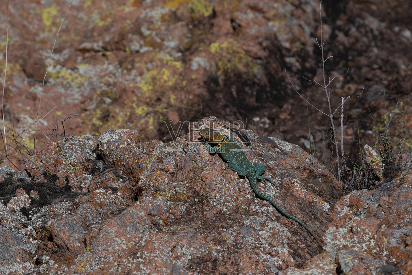 东部领巾蜥蜴照片摄影图片