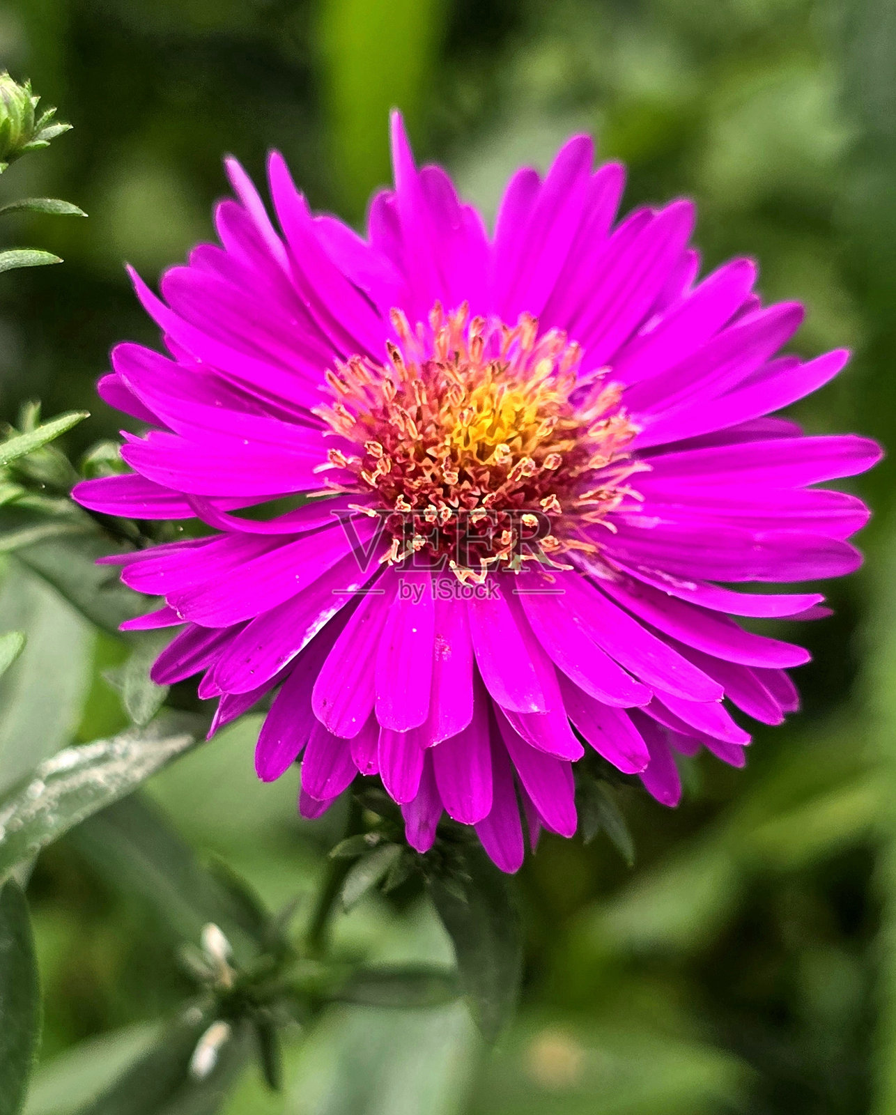 温哥华斯坦利公园海堤公共公园和休息区中不断变化的花卉和植物照片摄影图片