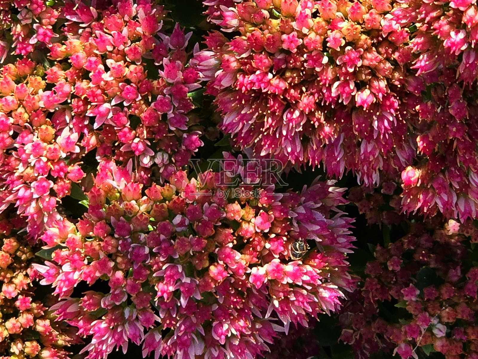 温哥华斯坦利公园海堤公共公园和休息区中不断变化的花卉和植物照片摄影图片