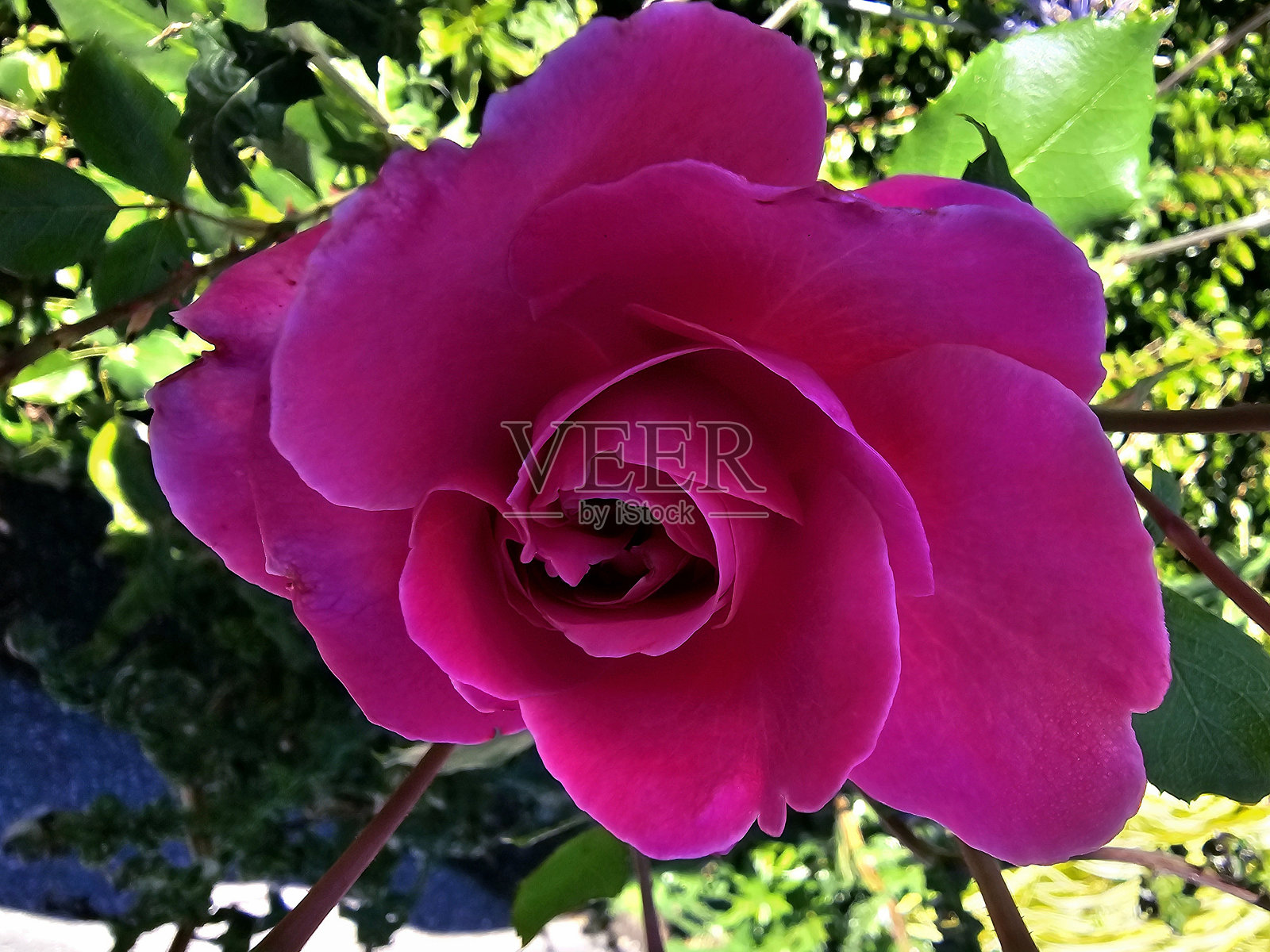 温哥华斯坦利公园海堤公共公园和休息区的多变花卉和植物照片摄影图片