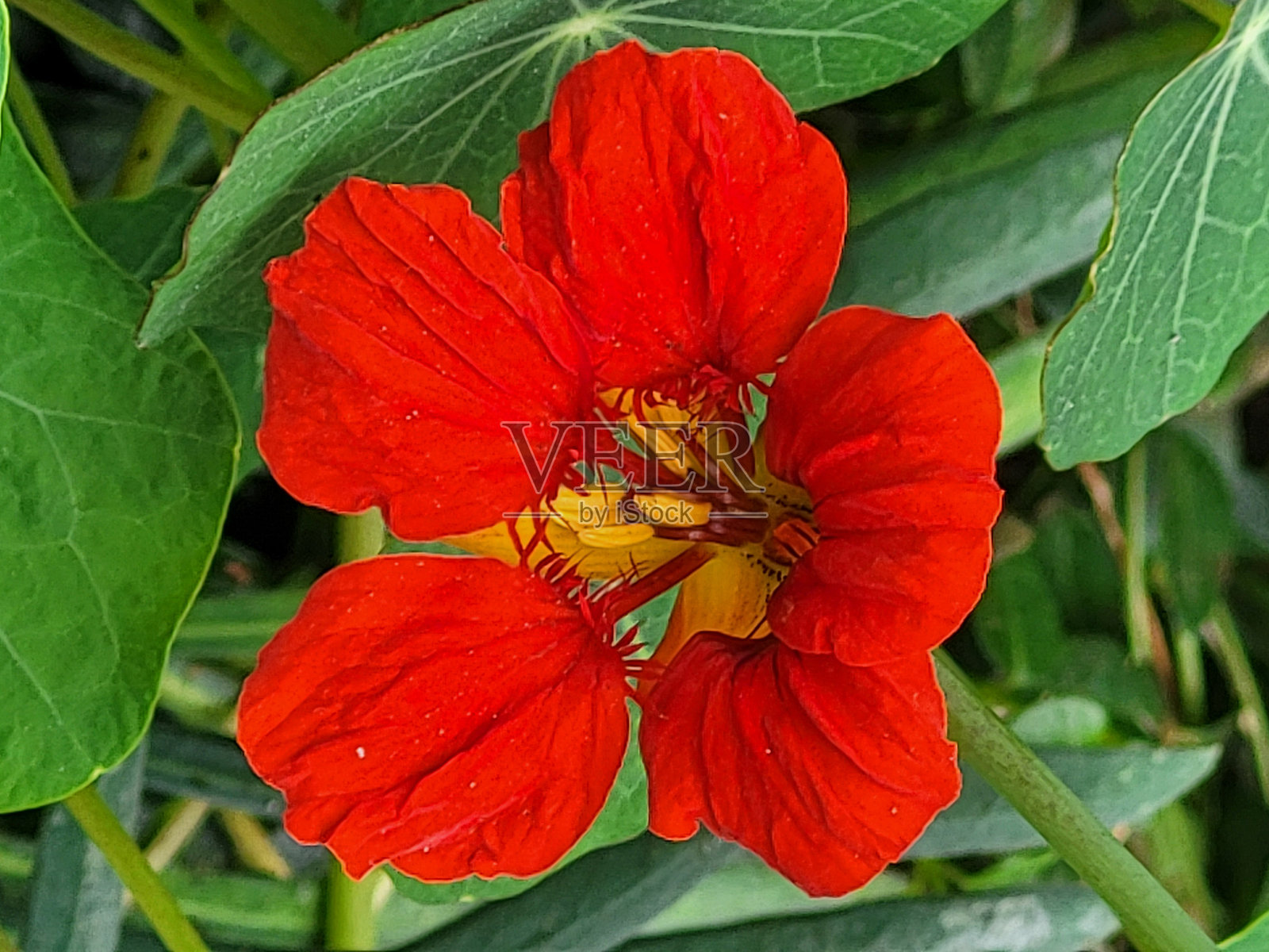 温哥华斯坦利公园海堤公共公园和休息区的多变花卉和植物照片摄影图片