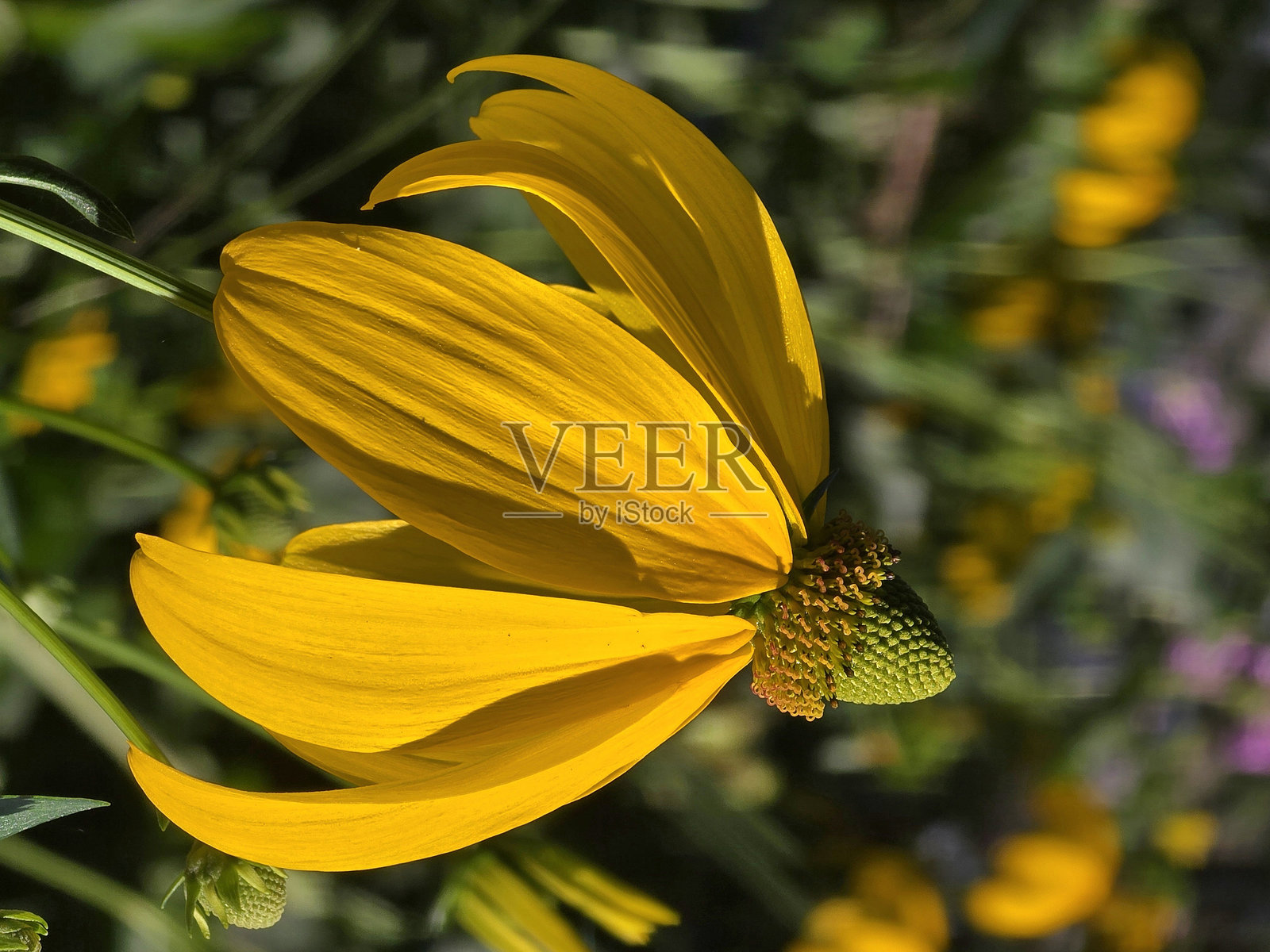 温哥华斯坦利公园海堤公共公园和休息区中不断变化的花卉和植物照片摄影图片