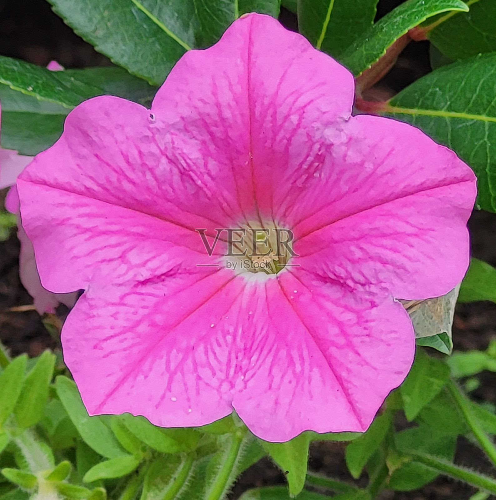 温哥华斯坦利公园海堤公共公园和休息区的多变花卉和植物照片摄影图片