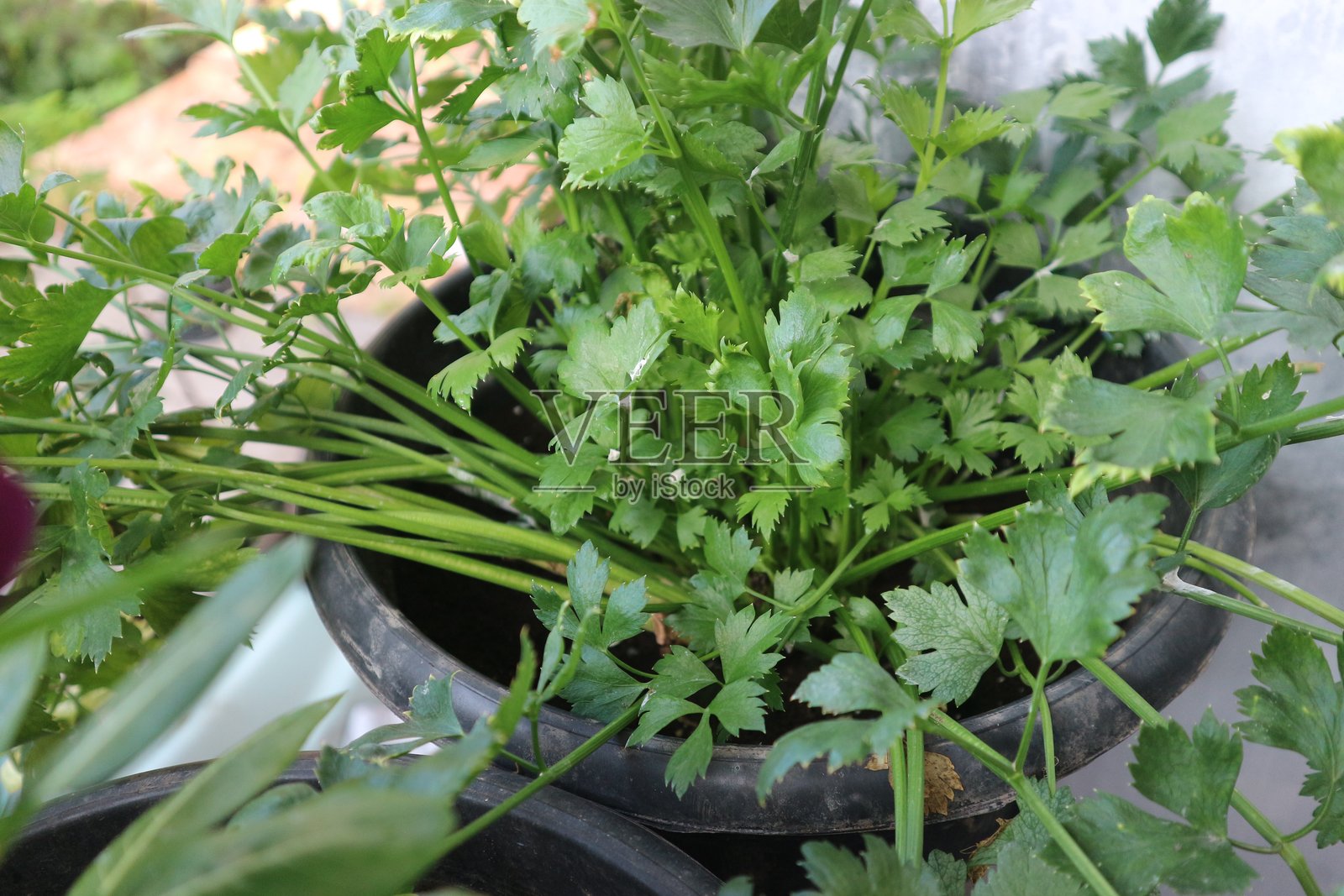 生长良好的芹菜植物种植在花盆中照片摄影图片