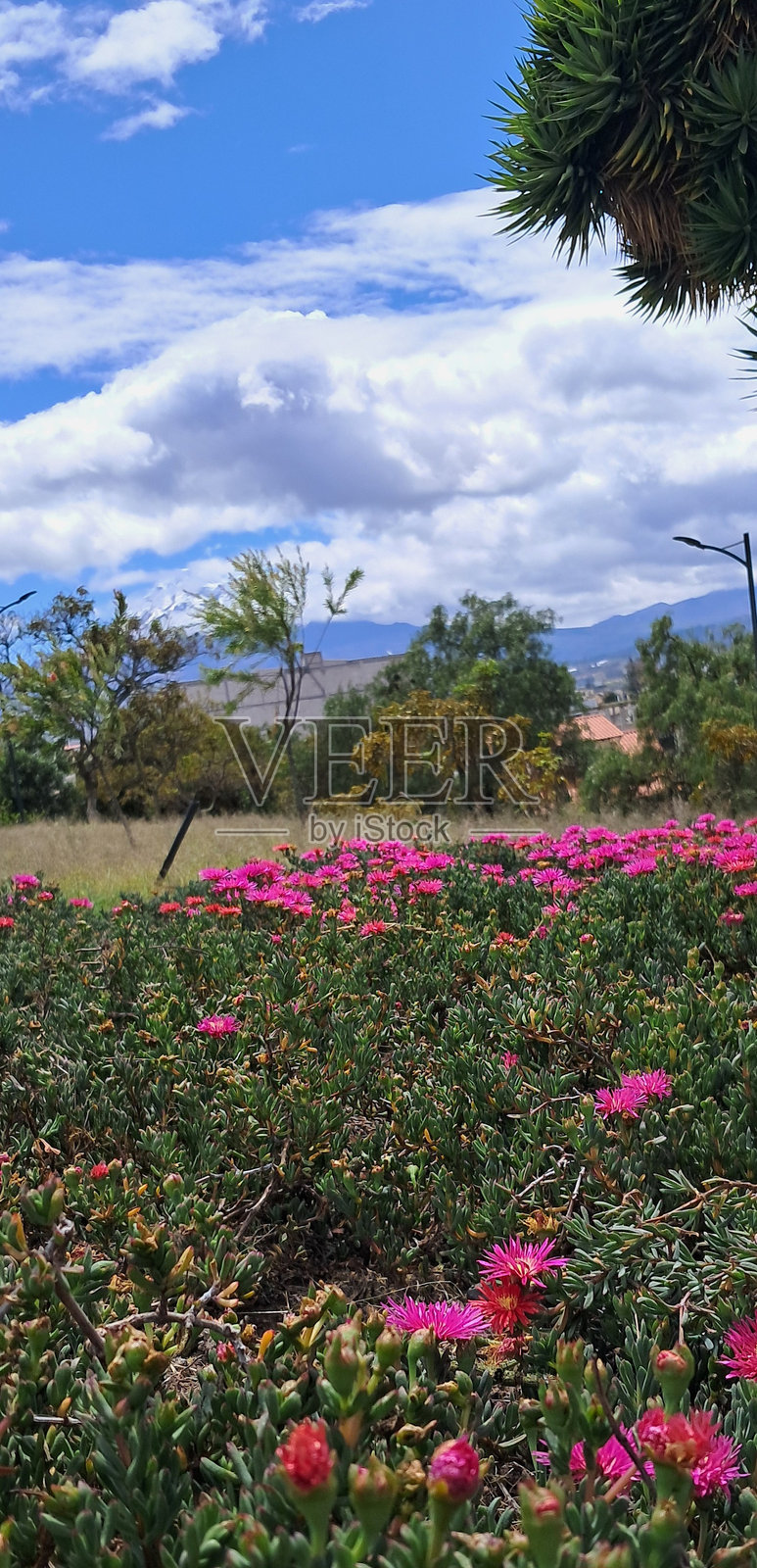 里奥班巴公园中的鲜艳花朵照片摄影图片