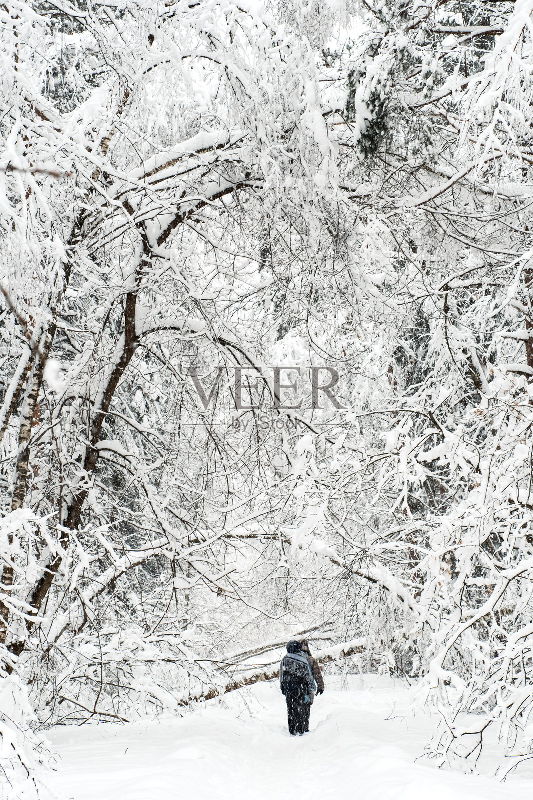 冬季森林风景。照片摄影图片