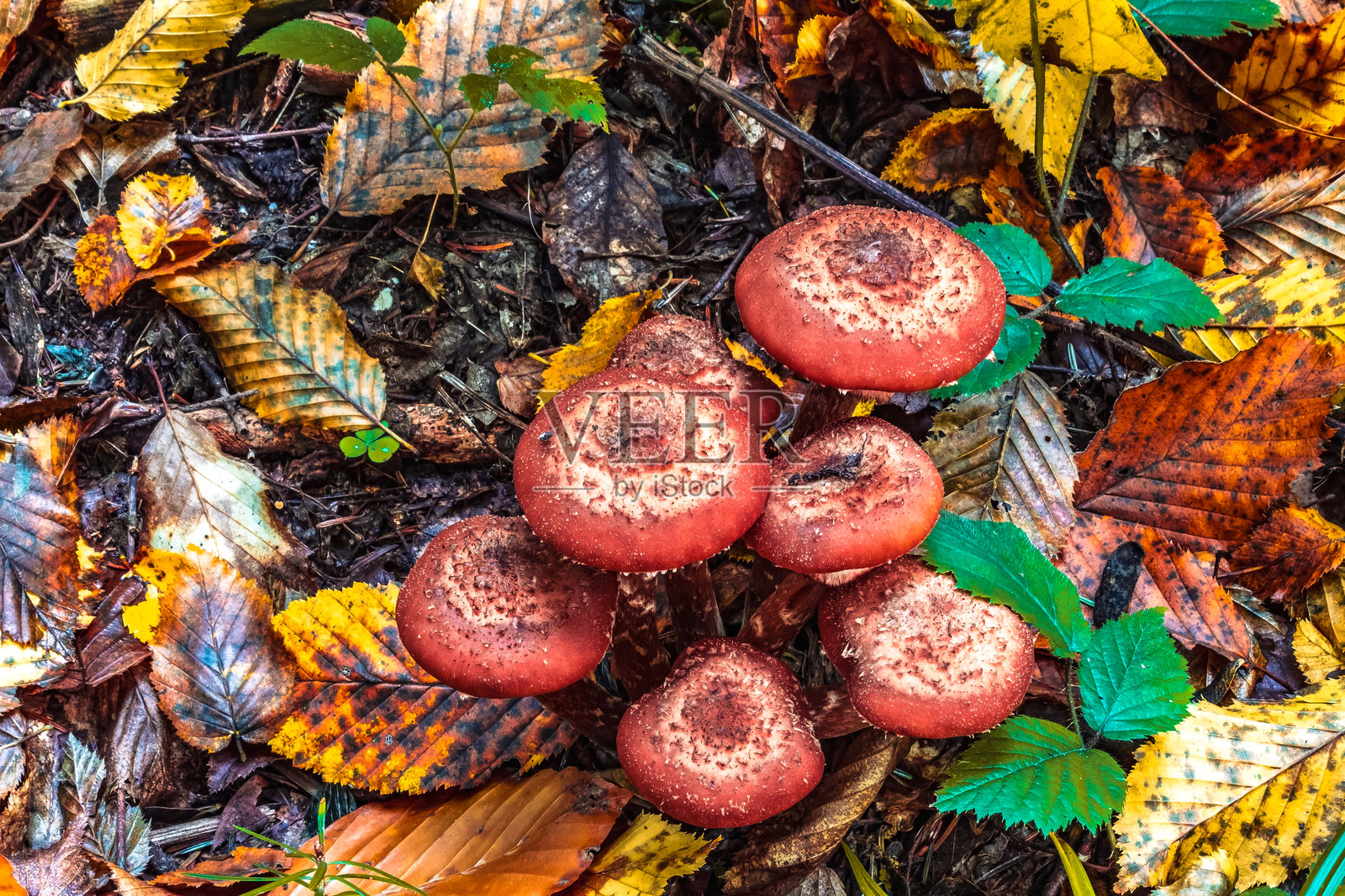 宏观 - 森林 - 欧洲，罗马尼亚，苏恰瓦地区照片摄影图片