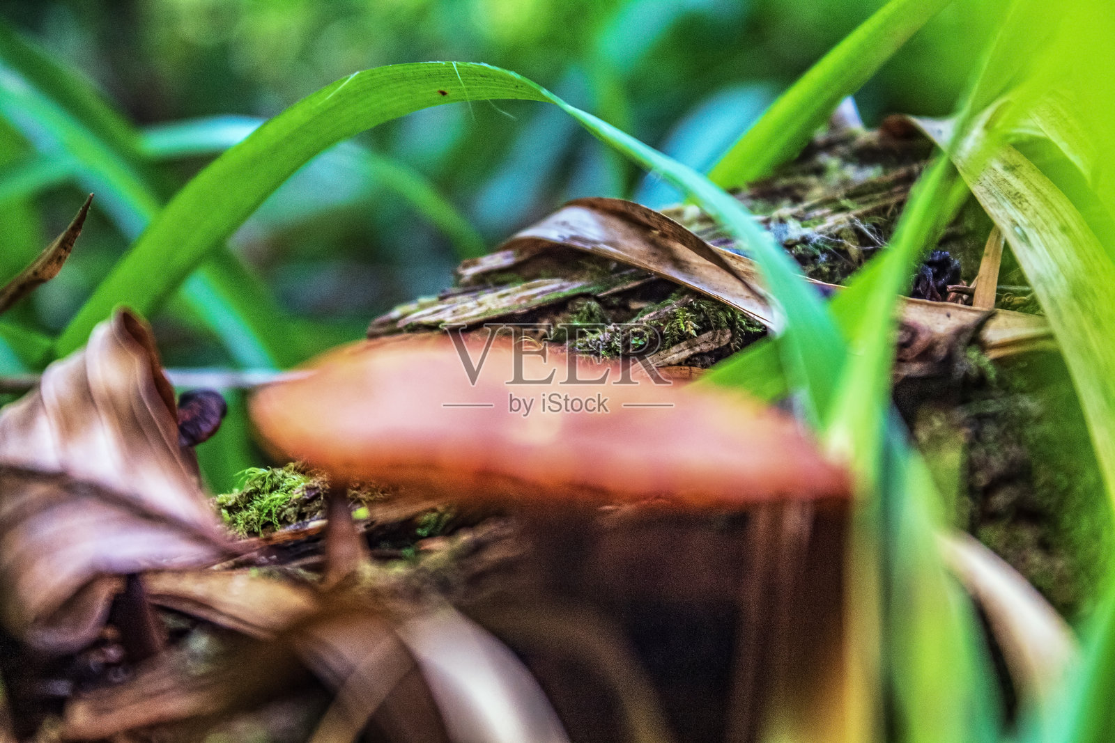 宏观 - 森林 - 欧洲，罗马尼亚，苏恰瓦地区照片摄影图片