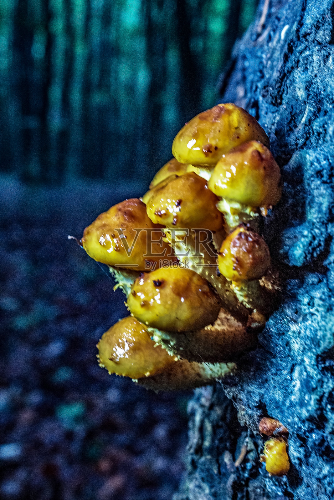 宏观 - 森林 - 欧洲，罗马尼亚，苏恰瓦地区照片摄影图片