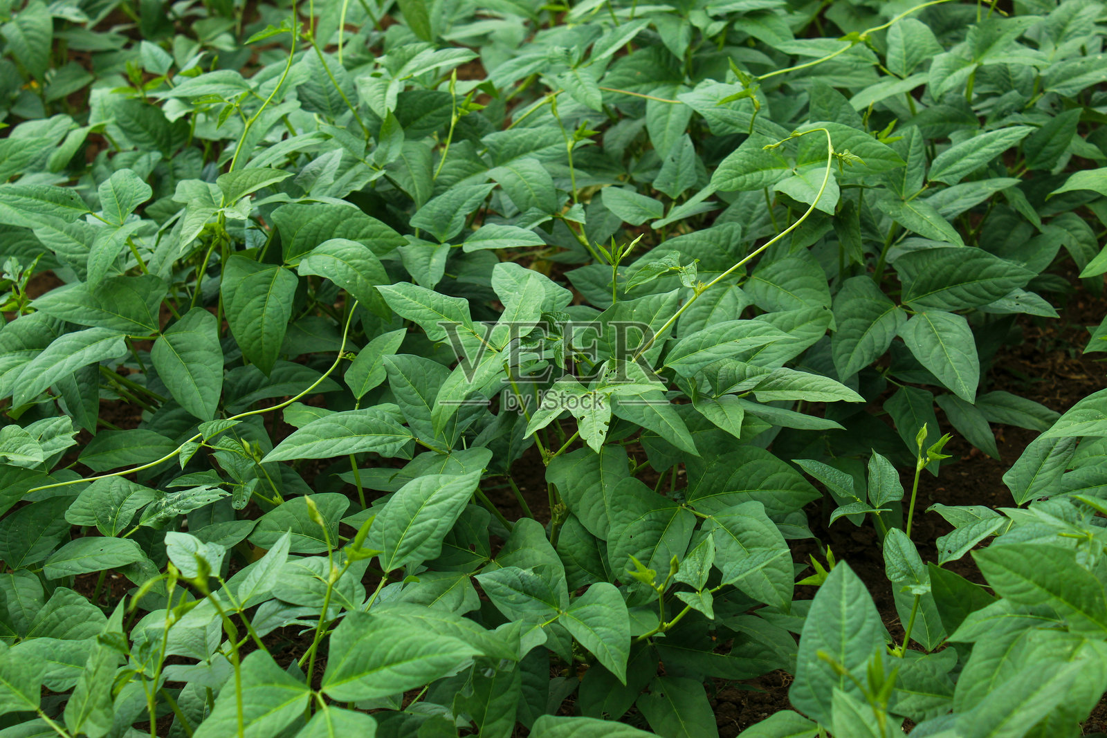 红豆种植园中绿色叶子的纹理。红豆农田。照片摄影图片