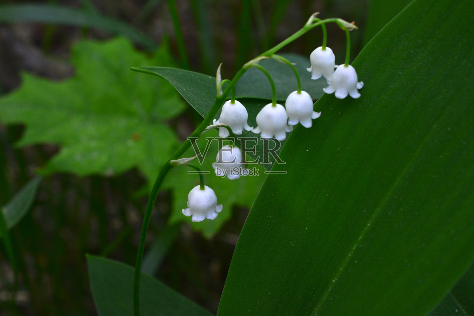 铃兰的特写，茎上开着白色花朵。照片摄影图片