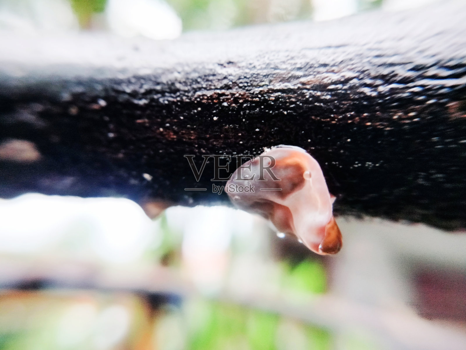 耳朵真菌与雨滴照片摄影图片