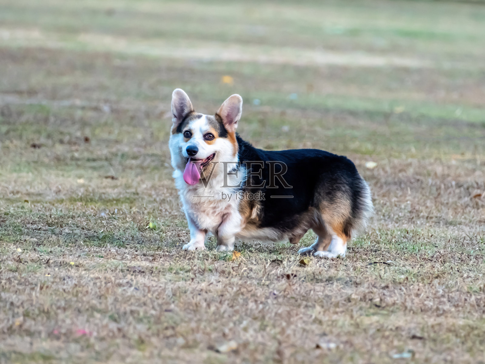 卡迪根柯基犬照片摄影图片