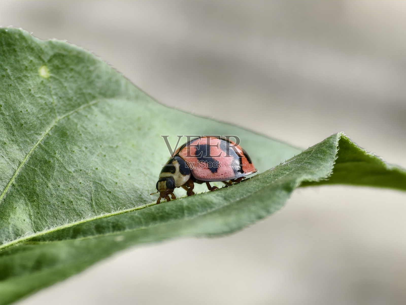 横斑瓢虫在绿色叶子上照片摄影图片