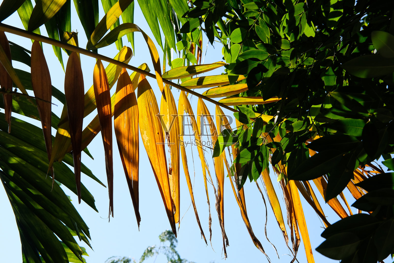 棕榈树照片摄影图片