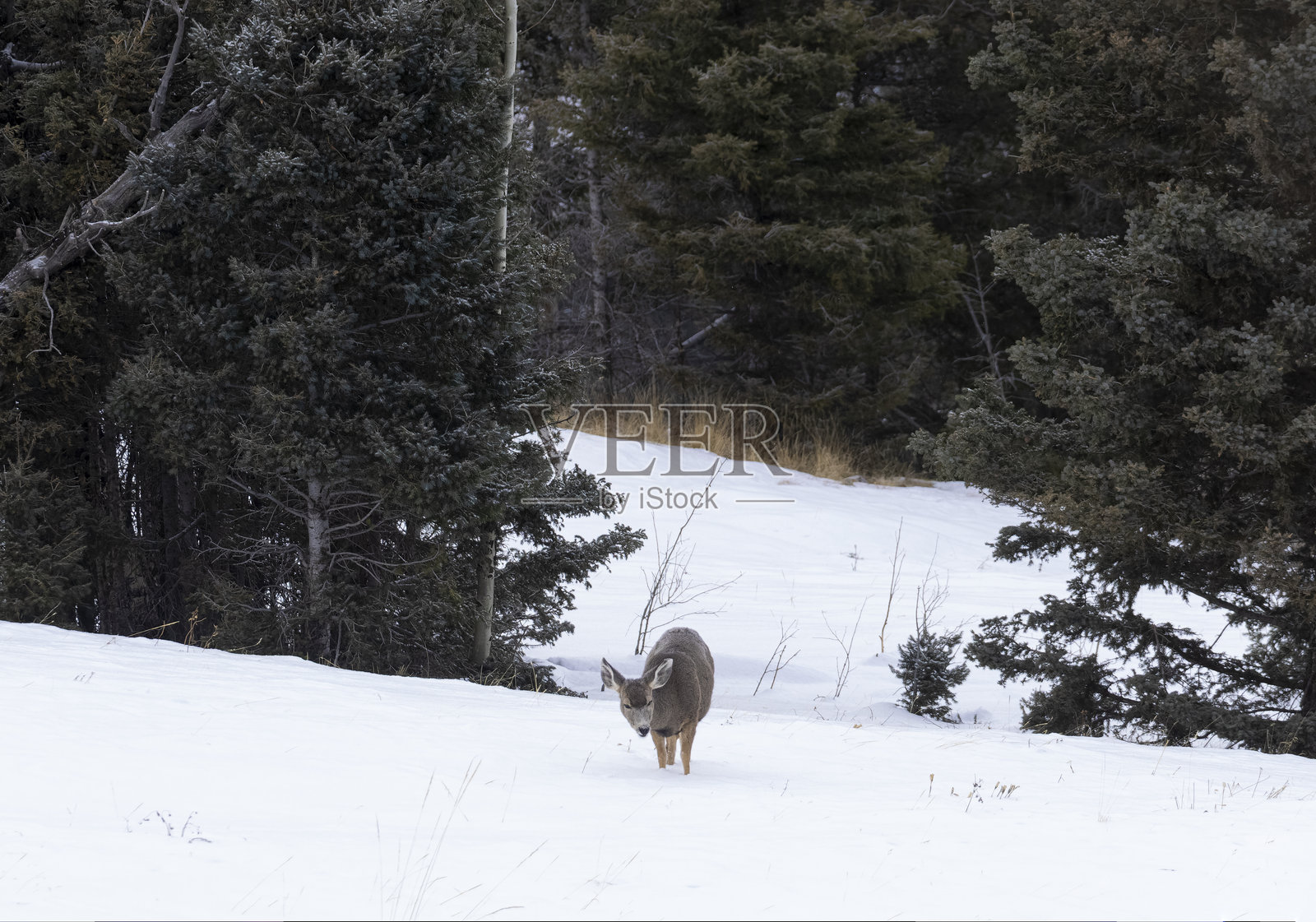 深雪中的骡鹿照片摄影图片