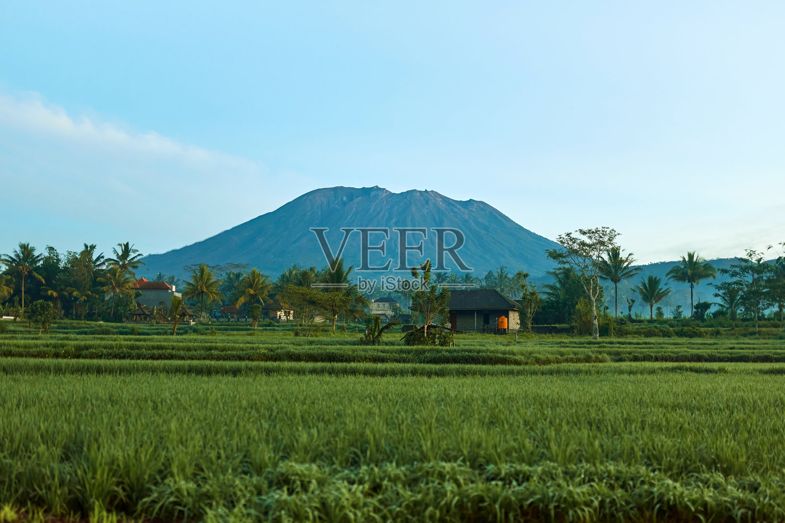 巴厘岛阿贡山和稻田的全景。山脉在棕榈树和玉米田的背景下展现。阳光明媚的日子里，阿贡火山被云层覆盖的全景。照片摄影图片