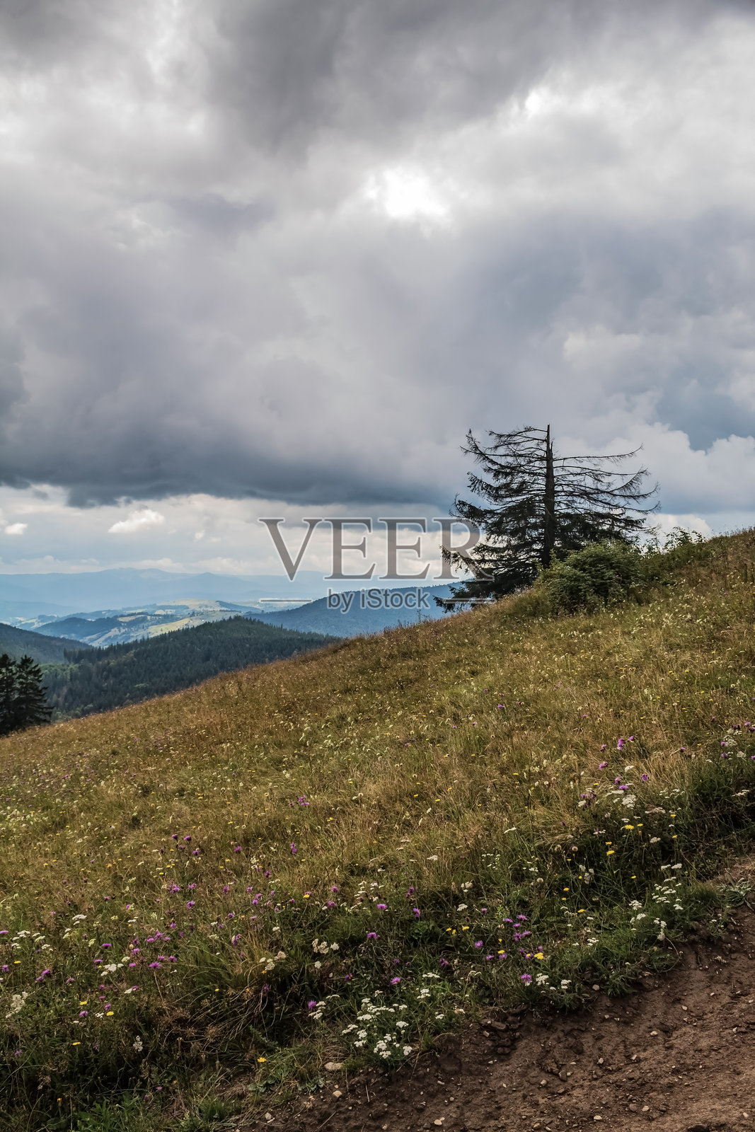 风景 - 森林 - 欧洲，罗马尼亚，苏恰瓦地区照片摄影图片