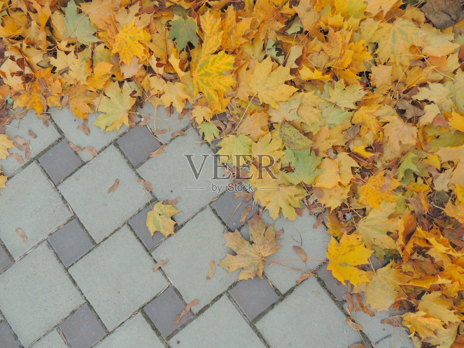 秋季背景，铺路石纹理与枫叶照片摄影图片