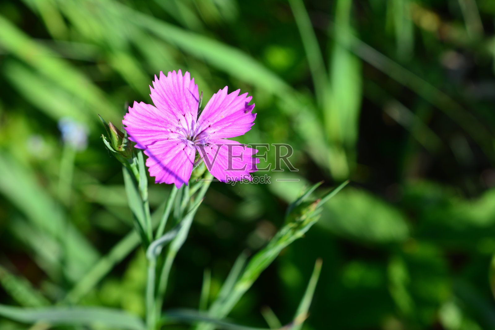 一朵野生康乃馨花在绿色草地上的特写，留白空间照片摄影图片