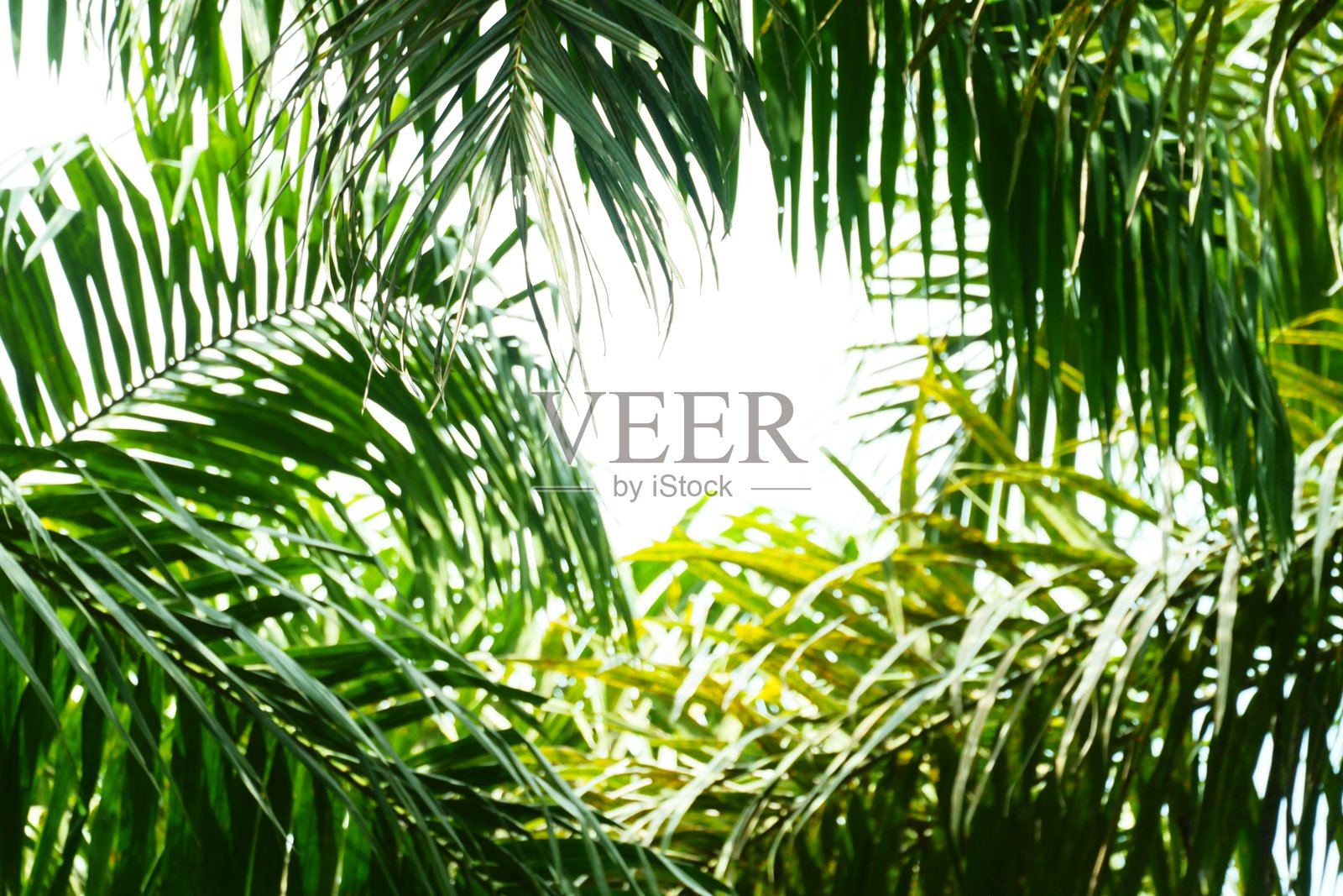 适合框架的棕榈叶与天空背景照片摄影图片