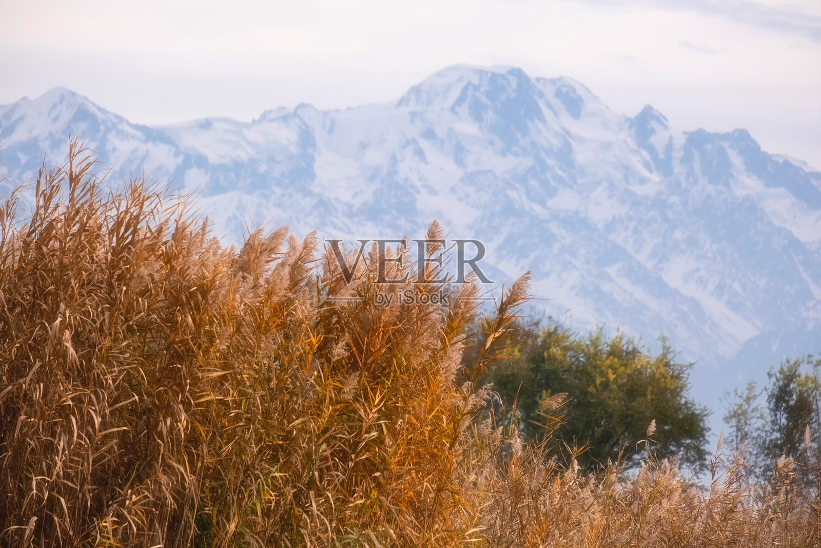 秋天，河边的芦苇在阿拉木图的塔尔加尔山雪峰的衬托下变成了黄色。照片摄影图片