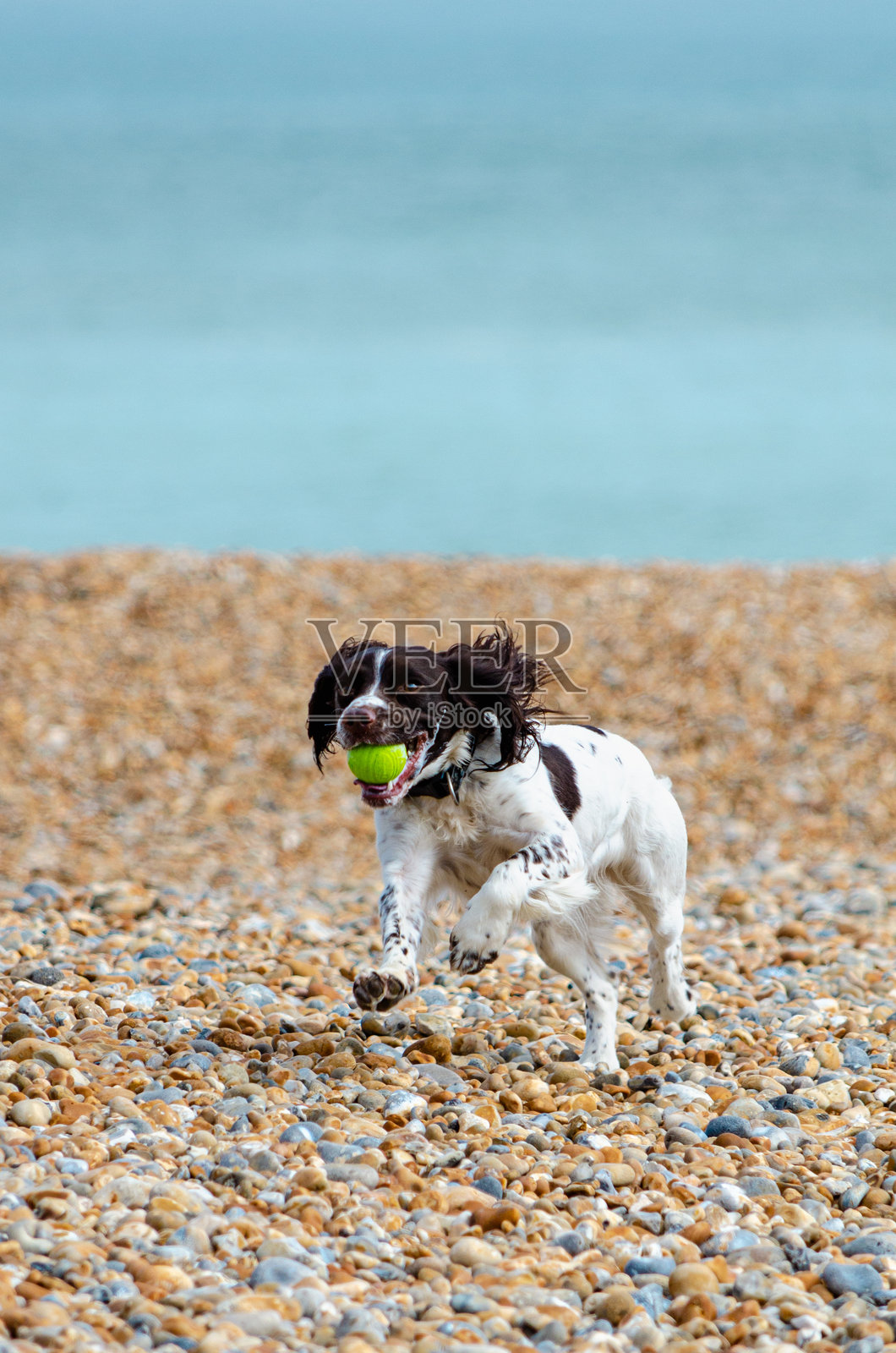 小狗照片摄影图片