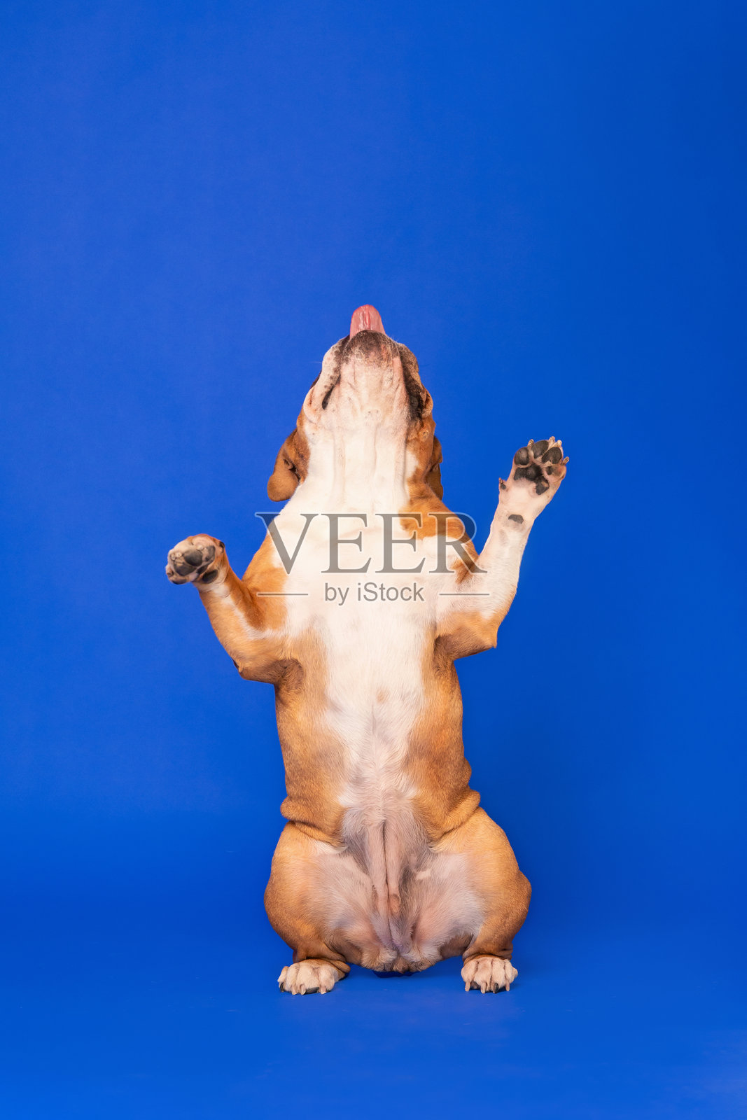 蓝色背景下站立的英式斗牛犬照片摄影图片