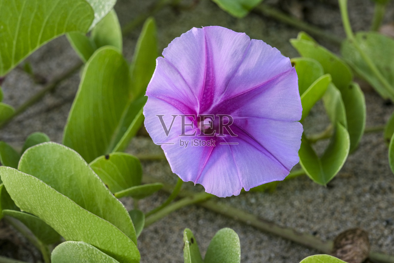 海牵牛照片摄影图片